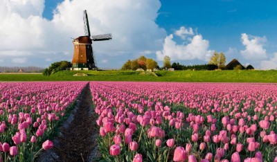 Kerékpártúra a tulipánok földjén Hollandiában